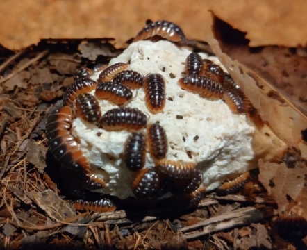 モンテネグロダンゴムシの飼育方法 | 我が家の生き物雑記帳